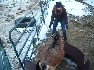 kurvachka saddles a mountain goat