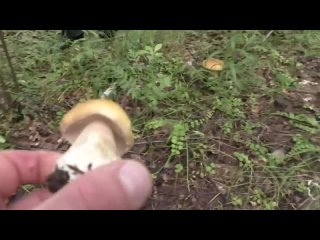 forest mushrooms for which you can get a real prison term new law of the kremlin parasites on mushrooms {10/23/2023}