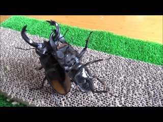 beetle battles in japan
