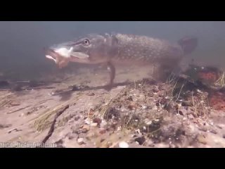 top 10 most spectacular and shocking attacks of pike and zander. underwater photography