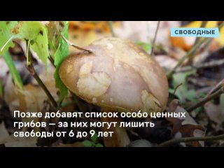 "mushroom investigator" who and how will imprison russians for collecting red book mushrooms?