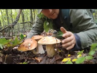 when you already put it on svo. from such mushrooms, you can also glue flippers. how to get it home??? {22 10 2023}