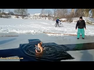 walruses ukraine. people dive into the hole in winter {2023}