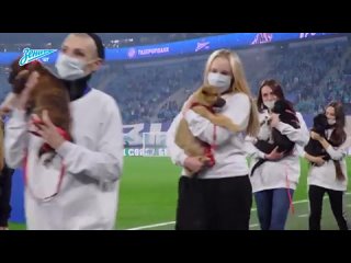 hidden camera: dogs in the arena, an empty virazh and a draw with rostov {12/7/2021}